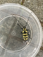 Anoplophora horsfieldii
