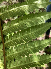 Alsophila portoricensis