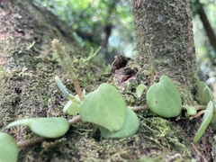 Peperomia serpens