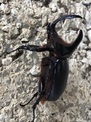 Heterogomphus schoenherri