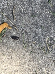 Armadillidium vulgare