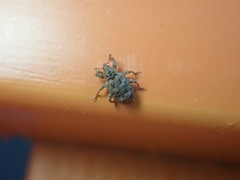 Conotrachelus recessus