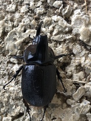 Heterogomphus schoenherri