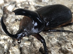 Heterogomphus schoenherri