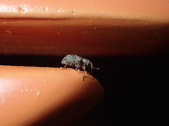 Conotrachelus recessus