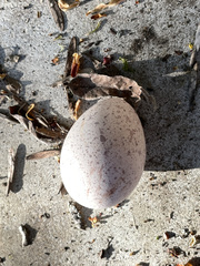 Meleagris gallopavo silvestris