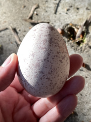 Meleagris gallopavo silvestris