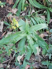 Bulbine latifolia latifolia
