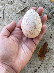 Meleagris gallopavo silvestris