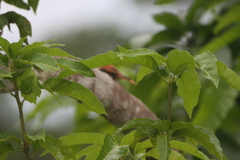 Terpsiphone atrochalybeia