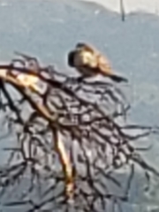 Tyrannus dominicensis