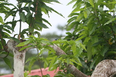 Terpsiphone atrochalybeia