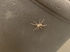 Philodromus marxi