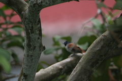 Terpsiphone atrochalybeia