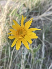 Arnica fulgens