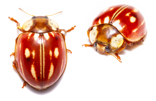 Myzia oblongoguttata