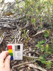 Pterostylis ferruginea