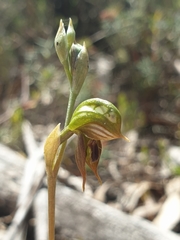 Pterostylis ferruginea