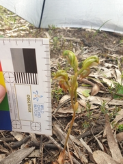 Pterostylis ferruginea