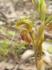 Pterostylis ferruginea