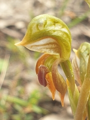 Pterostylis ferruginea