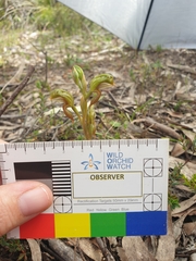 Pterostylis ferruginea