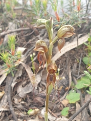 Pterostylis ferruginea