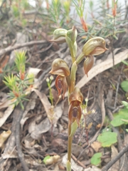 Pterostylis ferruginea