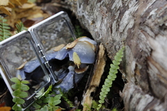 Stephanopus azureus