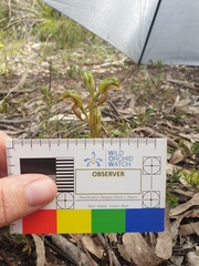 Pterostylis ferruginea