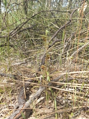 Pterostylis ferruginea