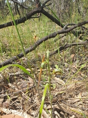 Pterostylis ferruginea