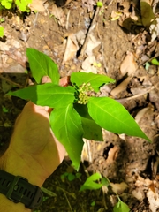 Asclepias quadrifolia