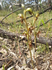 Pterostylis ferruginea