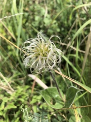 Clematis integrifolia