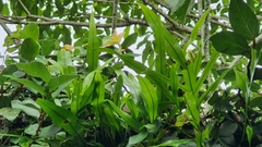 Pleopeltis pleopeltifolia