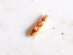 Zygina flammigera