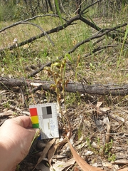 Pterostylis ferruginea