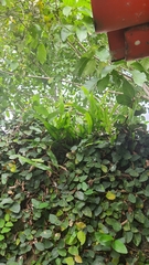 Pleopeltis pleopeltifolia