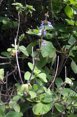 Coleus barbatus grandis