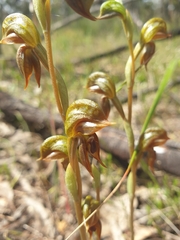 Pterostylis ferruginea
