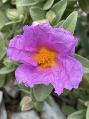 Cistus