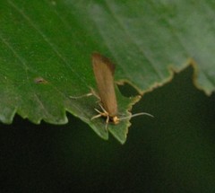 Crassa unitella