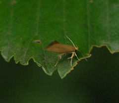 Crassa unitella