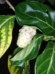 Morinda citrifolia