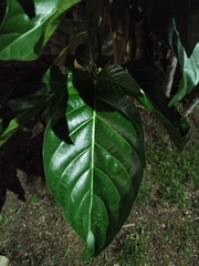 Morinda citrifolia