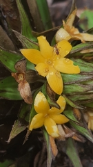 Molineria capitulata