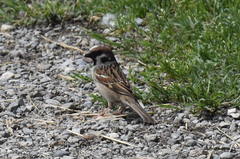 Passer montanus