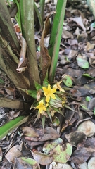 Molineria capitulata