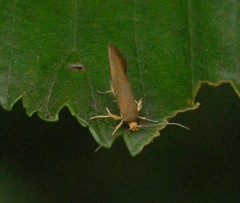 Crassa unitella